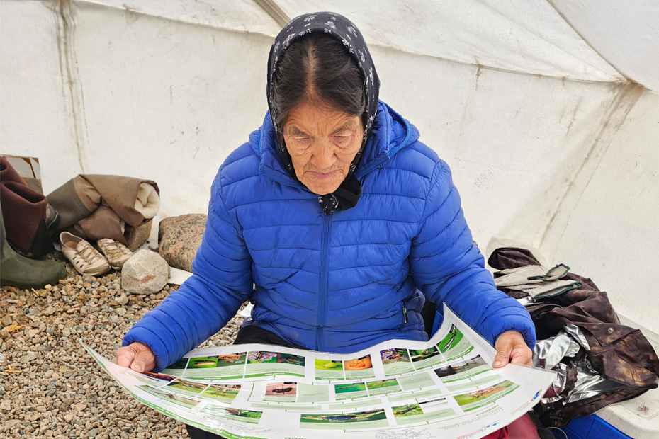 An Elder at the 2024 Imalirijiit Camp reviewing educational materials on local plants and wildlife