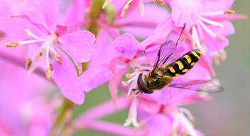 A flower fly rests delicately on a pink wildflower, gathering nectar.
