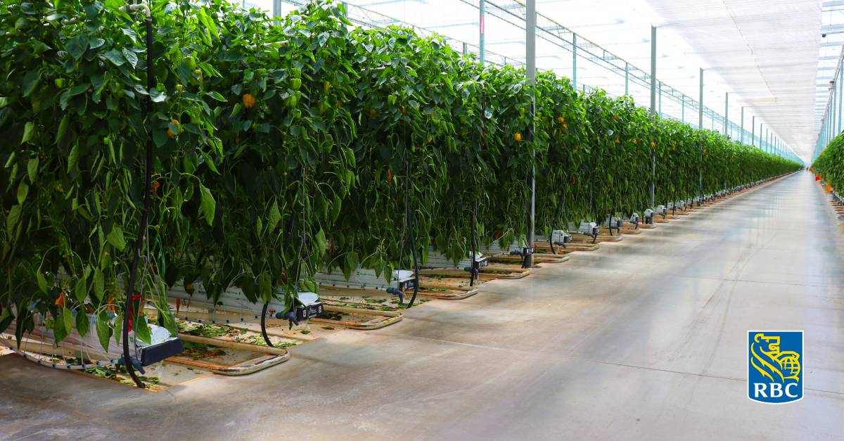 Banana plantation illustrating the advancements in banana farming in 2025