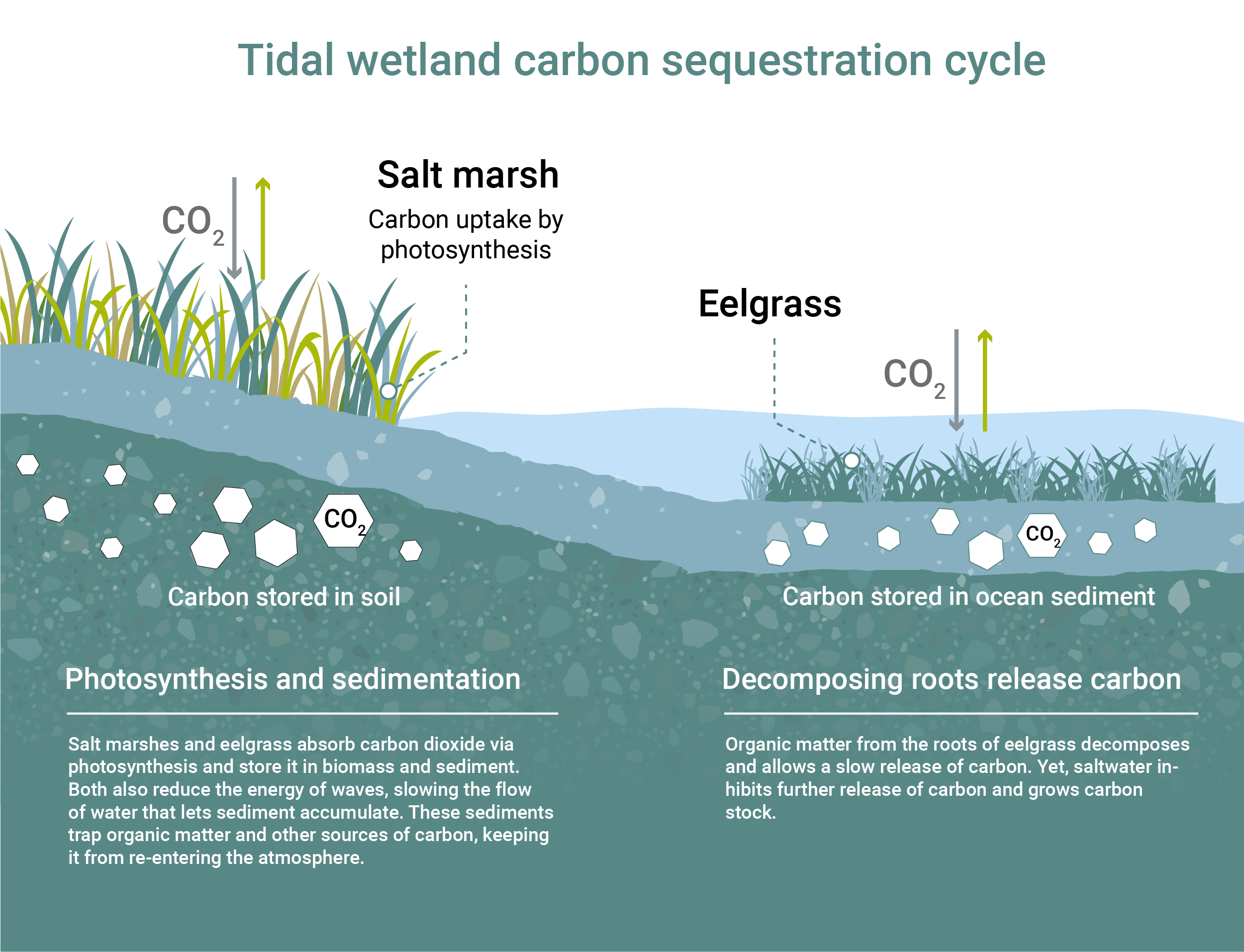 Tidal wetland carbon sequestration cycle