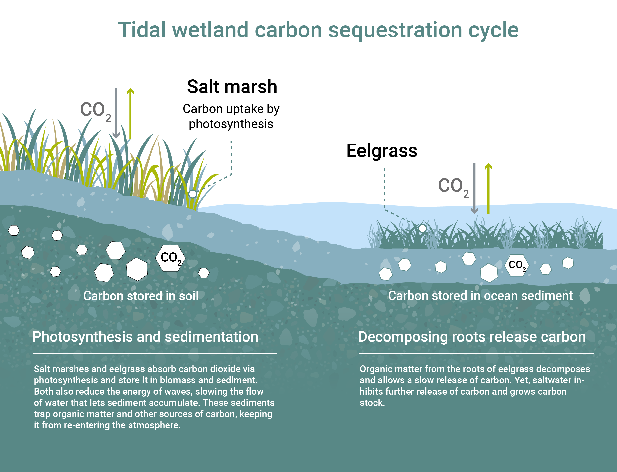 Championing coastal wetlands: Blue Carbon Lab is restoring lost ecosystems