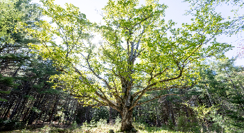 Springtime with grandmother maple